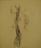 1928 - Due alberi a Sorrento